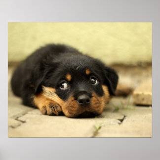 Póster Cachorro rottweiler perrito