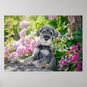 Póster Cachorro Schnauzer estándar en un jardín florecien