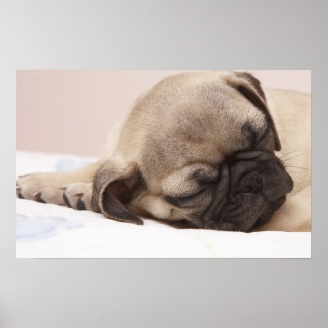 Póster Cachorro Souneping (Frente)
