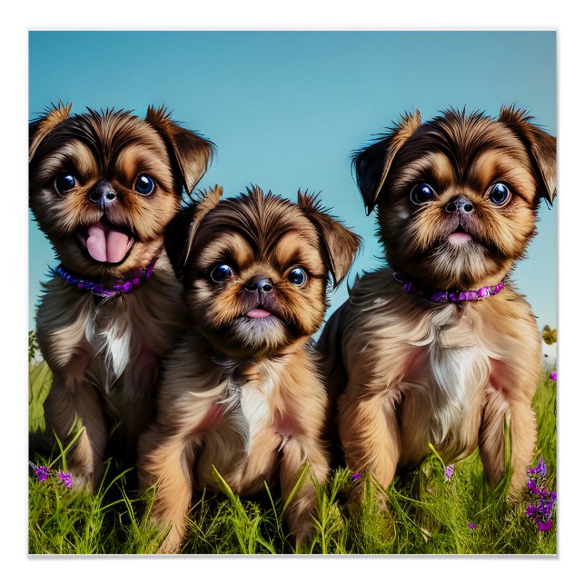 Póster Cachorros Adorable Brussels Griffon (Anverso)