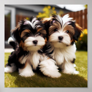 Póster cachorros adorables de Biewer Terrier