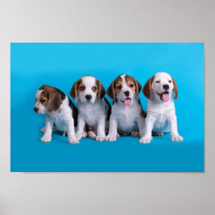 Póster Cachorros beagles