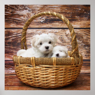 Póster Cachorros Blancos En Una Cesta
