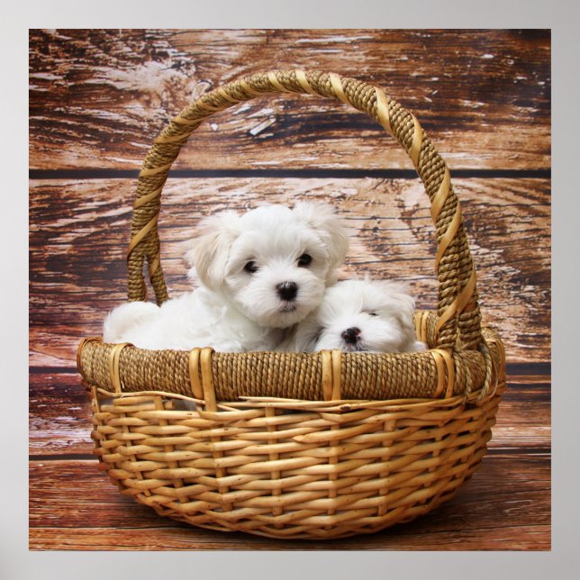 Póster Cachorros Blancos En Una Cesta (Frente)
