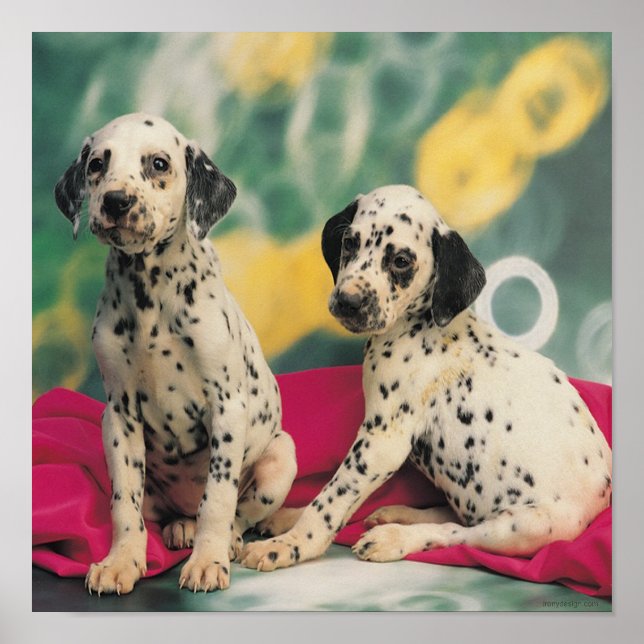 Póster Cachorros dálmatas (Frente)