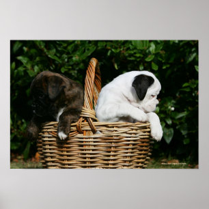 Póster Cachorros de boxeo en canasta