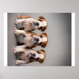 Póster Cachorros de Bulldog cúrcuitos Regalo de los ama