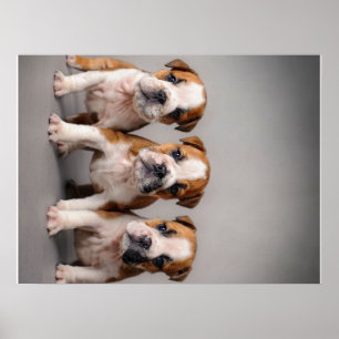 Póster Cachorros de Bulldog cúrcuitos Regalo de los ama