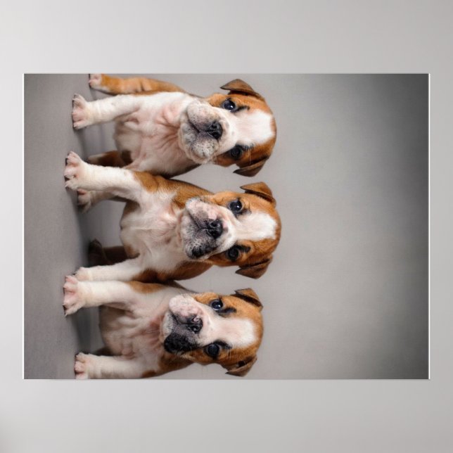 Póster Cachorros de Bulldog cúrcuitos | Regalo de los ama (Frente)