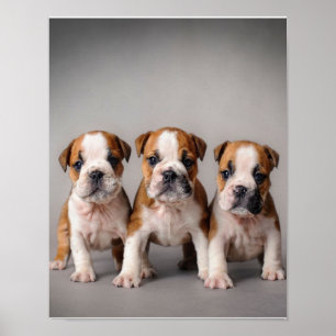 Póster Cachorros de Bulldog cúrcuitos Regalo de los ama