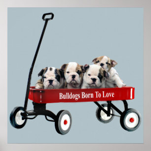 Póster Cachorros De bulldog En Papel