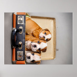Póster Cachorros de Bulldog espléndidos   Perro Lover