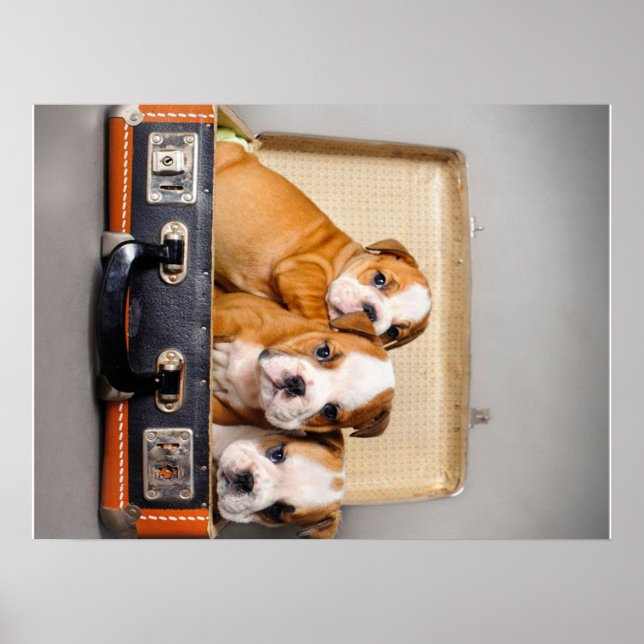 Póster Cachorros de Bulldog espléndidos | Perro Lover (Frente)
