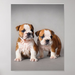 Póster Cachorros de Bulldog ingleses Bulldog de par en