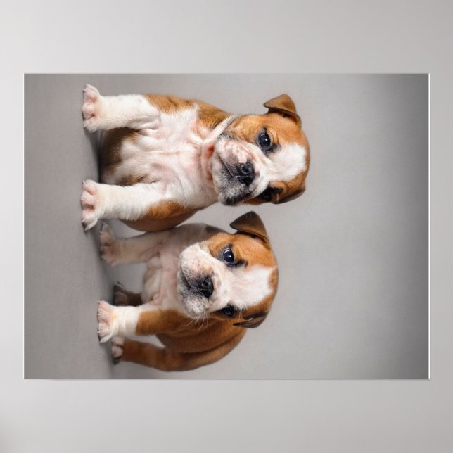 Póster Cachorros de Bulldog ingleses | Bulldog de par en  (Frente)