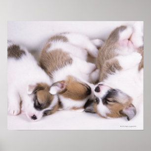 Póster Cachorros de corgi soleado