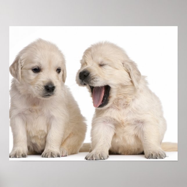 Póster Cachorros de Golden Retriever (4 semanas de edad) (Frente)