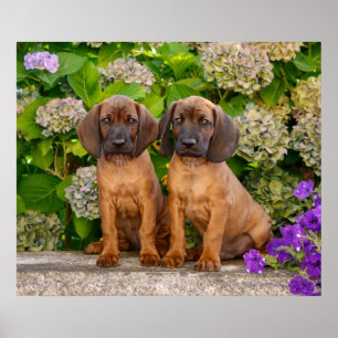 Póster Cachorros de montaña bávara con flores