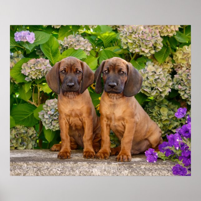 Póster Cachorros de montaña bávaros con flores (Frente)