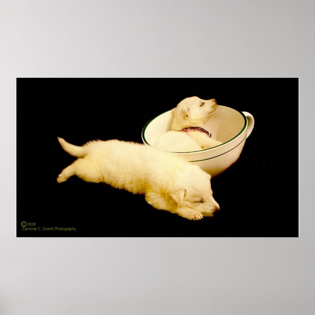 Póster Cachorros de pastores de pastores alemanes blancos (Frente)