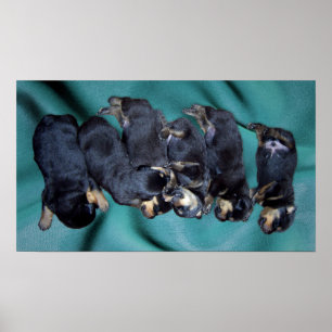 Póster cachorros de rottweiler dormilón