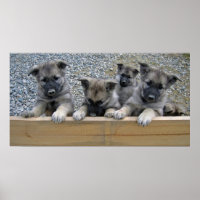 Cachorros elkhound noruegos