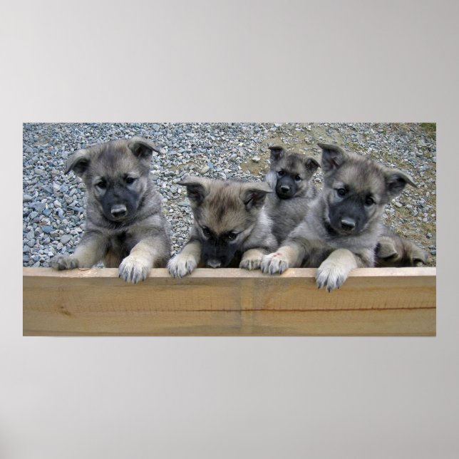 Póster Cachorros elkhound noruegos (Frente)