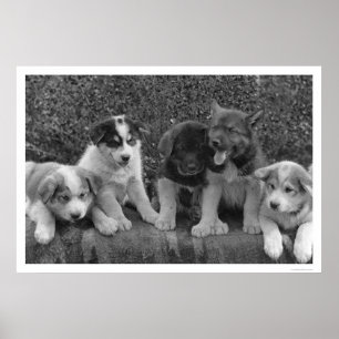 Póster Cachorros en Alaska en 1921