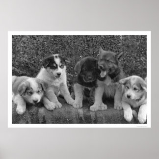 Póster Cachorros en Alaska en 1921