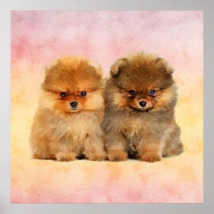 Póster Cachorros espitz alemanes de pura Pomerania