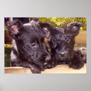 Póster Cachorros felices negros de Scottish Terrier cerca