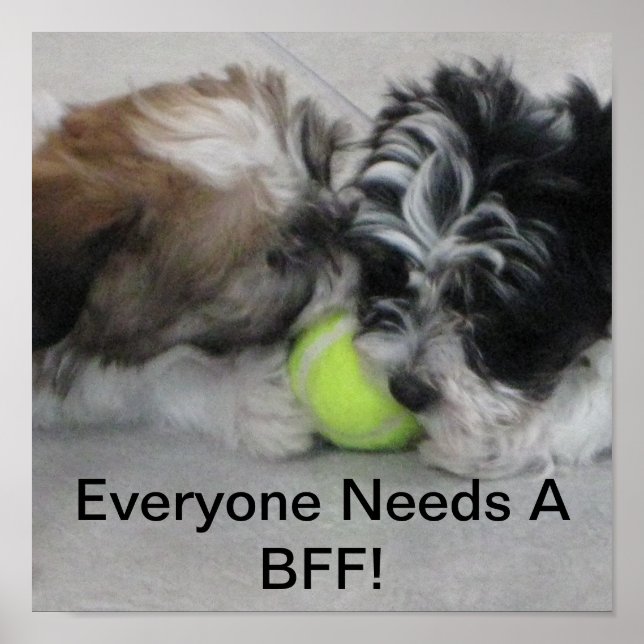 Póster Cachorros habaneses - Amistad - BFF (Frente)
