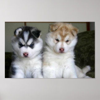Póster Cachorros Husky Siberianos