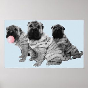 Póster Cachorros Shar Pei Negros Blancos Chicle Perro
