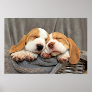 Póster Cachorros soleados