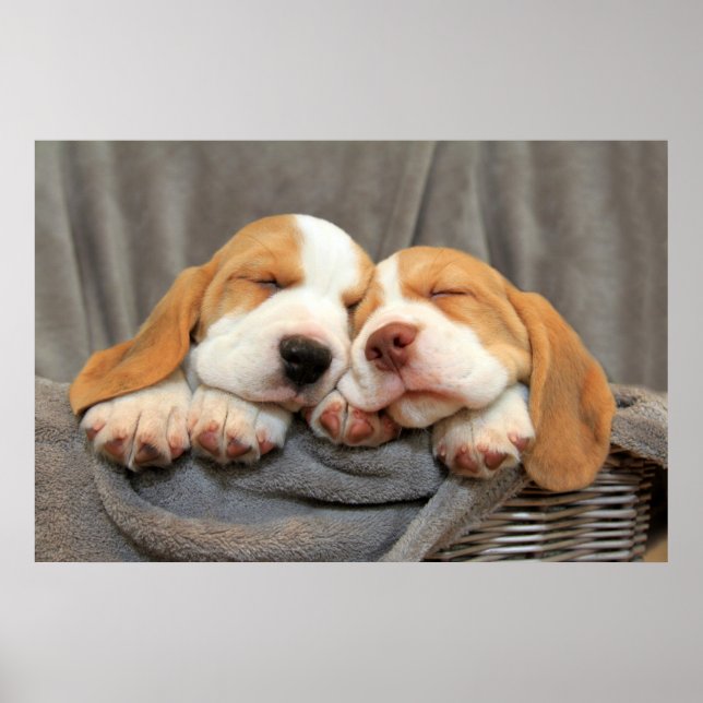 Póster Cachorros soleados (Frente)