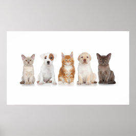 Póster Cachorros y gatitos - Poster - srf
