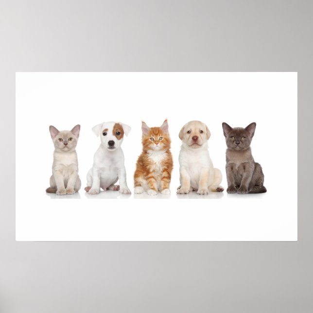 Póster Cachorros y gatitos - Poster - srf (Frente)