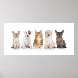 Póster Cachorros y gatitos - Poster - srf