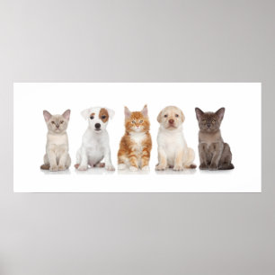 Póster Cachorros y gatitos - Poster - srf