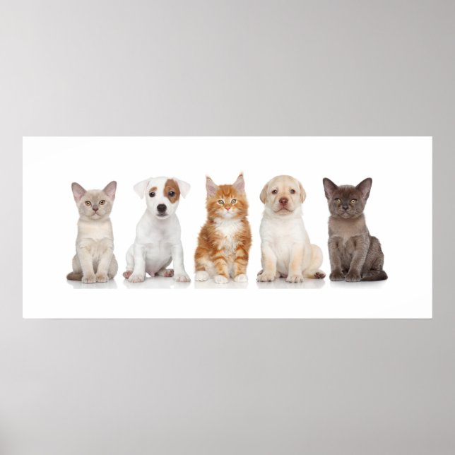 Póster Cachorros y gatitos - Poster - srf (Frente)