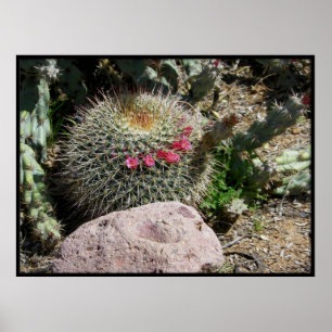 Póster Cacti