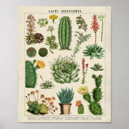 Póster Cacti and Succulents