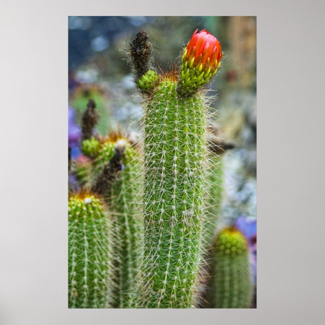 Póster Cacti de color (Frente)