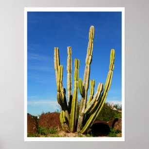 Póster Cactus