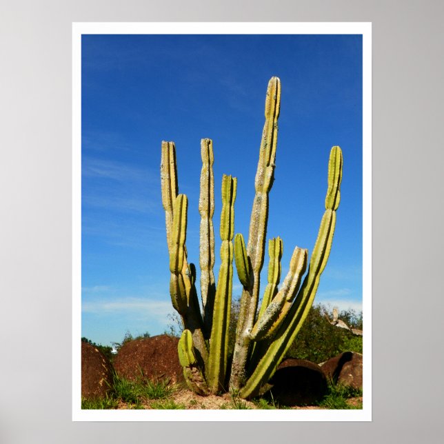 Póster Cactus (Frente)