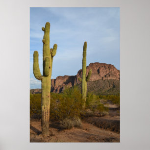 Póster Cactus