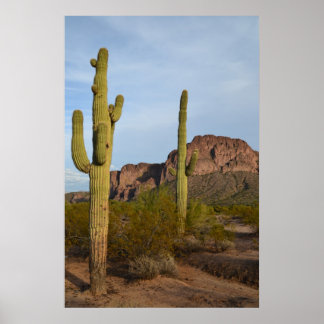 Póster Cactus