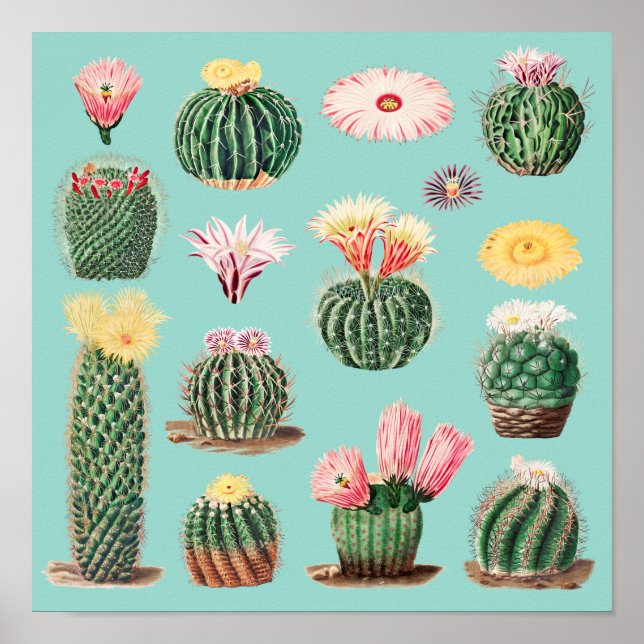 Póster Cactus (Frente)