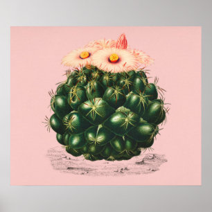 Póster Cactus